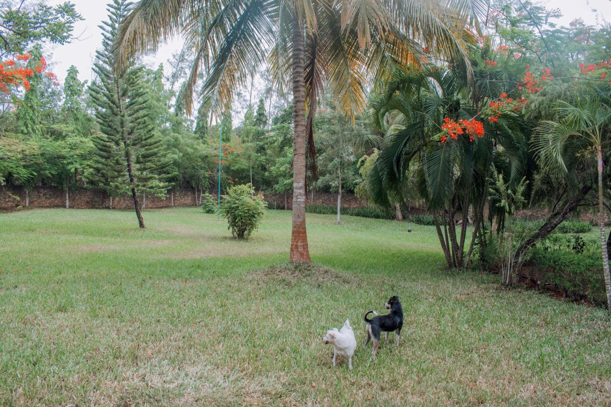 Kijani Cottages In Diani Diani Beach Esterno foto